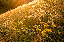 Pyrenean fleabane (Inula montana) flowering among Feather grass (Stipa pennata), Central Apennines, Italy.