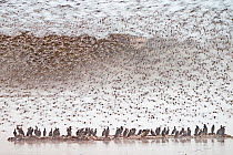 Flock of Knot (Calidris canutus) chased by a Peregrine as they arrive to roost at high tide, Cormorants in foreground,  Snettisham RSPB Reserve, The Wash, Norfolk, September.