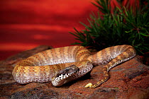 Rugose death adder (Acanthophis rugosus) male from savannah woodland habitat near Cape Crawford, Northern Territory, Australia. Controlled conditions
