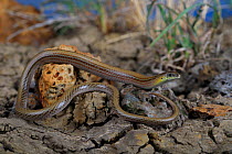 Portrait of the endangered Striped legless lizard (Delma impar) from the suburb of Deer Park in west Melbourne, Victoria, Australia. Species threatened by development. Controlled conditions