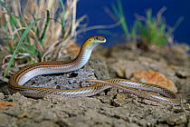 Portrait of the endangered Striped legless izard (Delma impar) from the suburb of Deer Park in west Melbourne, Victoria, Australia. Species threatened by development. Controlled conditions.