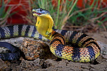 Eastern tiger snake (Notechis scutatus) sub adult female in defensive posture. Warburton, Yarra Valley of Victoria, Australia