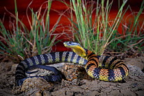 Eastern tiger snake (Notechis scutatus) sub adult female in defensive posture. Warburton, Yarra Valley of Victoria, Australia