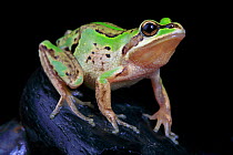 Alpine Tree Frog (Litoria verreauxii alpina) male from the shoreline of Lake Eucumbene in the Snowy Mountains region of New South Wales, Australia.