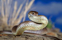 Eastern brownsnake (Pseudonaja textilis) sub-adult female rears up in a defensive display. Campbellfield, Victoria, Australia. Controlled conditions.