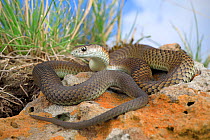 Lowland copperhead snake (Austrelaps superbus) male, basking. from northern metropolitan Melbourne, Australia. Controlled conditions.
