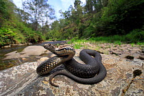 Highland Copperhead Snake (Austrelaps ramsayii) gravid female basking on a stream side rock beside the Buckland River near Bright in north-eastern Victoria, Australia. This region was devastated by th...