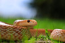 Coastal taipan snake (Oxyuranus scutellatus) snake, captive, parents from Cairns in far north Queensland, Australia.