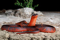 Collett&#39;s snake (Pseudechis colletti). male, venomous species endemic to the black soil plains of central Queensland, Australia. Captive.