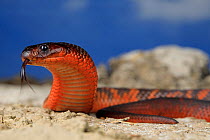 Collett&#39;s snake (Pseudechis colletti) male, venomous species endemic to the black soil plains of central Queensland, Australia. Captive.