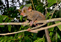 Prince Demidoff&#39;s bushbaby (Galagoides demidovii) on a branch, Togo. Controlled conditions.
