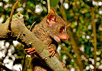 Prince Demidoff&#39;s bushbaby (Galagoides demidovii), Togo. Controlled conditions.