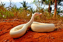 Ball or Royal python (Python regius), leucistic form on sand, Togo. Controlled conditions.