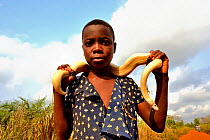 Girl holding a leucistic Ball or Royal python (Python regius) around her shoulders, Togo.