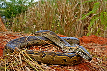 African rock python (Python sebae) portrait, Togo. Controlled conditions