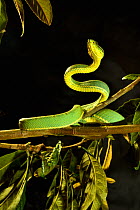 Two-striped forest pit viper (Bothrops bilineatus bilineatus) on a branch, forming an &#39;S&#39; shape, from Venezuela to Brazil. Captive.
