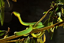 Two-striped forest pit viper (Bothrops bilineatus bilineatus) on a branch, from Venezuela to Brazil. Captive.
