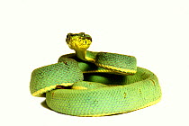 Two-striped forest pit viper (Bothrops bilineatus bilineatus) from Venezuela to Brazil. Captive.