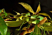 Two-striped forest pit viper (Bothrops bilineatus bilineatus) on a branch, from Venezuela to Brazil. Captive.