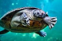 South American River Turtle swimming (Podocnemis expansa) Captive, occurs in South America.