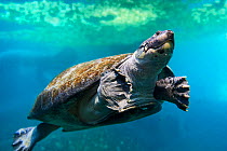South American River Turtle swimming (Podocnemis expansa) Captive, occurs in South America.