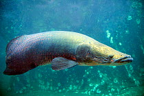 Giant arapaima / Pirarucu fish (Arapaima gigas) Captive, occurs in South America.