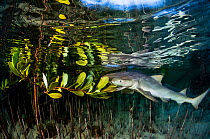 Lemon shark juvenile (Negaprion brevirostris) trying to feed on the leaves of a red mangrove (Rhizophora mangle). As pups, the sharks have to learn to hunt for themselves and sometimes make mistakes....