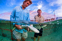 Shark biologist Ian Bouyoucos and education programme assistant Cameron Raguse from the Cape Eluthera Institute release two juvenile lemon sharks (Negaprion brevirostris) back into the wild. The shark...