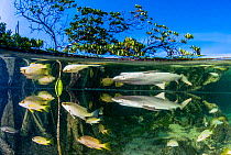Lemon shark juvenile (Negaprion brevirostris) swimming in mangrove habitat, surrounded by smaller fish species, prey for the shark. Eleuthera, Bahamas.