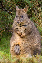 Tasmanian pademelon (Thylogale billardierii) mother and five-month-old joey looking out of pouch Cradle Mountain National Park, Tasmania