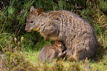 Tasmanian pademelon (Thylogale billardierii) mother and five-month-old joey Cradle Mountain National Park, Tasmania