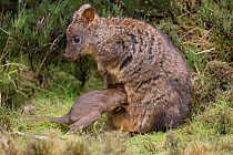Tasmanian pademelon (Thylogale billardierii) mother with five-month-old joey getting into pouch,  Cradle Mountain National Park, Tasmania