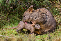 Tasmanian pademelon (Thylogale billardierii) mother and five-month-old joey. Cradle Mountain National Park, Tasmania