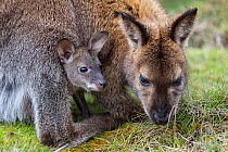 Bennett&#39;s wallaby (Macropus rufogriseus) female feeding with joey aged seven months in pouch. Cradle Mountain National Park, Tasmania, Australia.