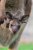 Forester kangaroo (Macropus giganteus tasmaniensis) joey aged seven months looking out of pouch. Bonorong Wildlife Sanctuary, Tasmania.