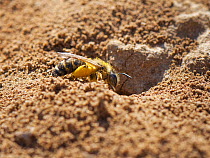 Common furrow bee / Slender mining bee (Lasioglossum calceatum) with full pollen baskets entering her nest burrow in an arable field margin, Wiltshire, UK, April.
