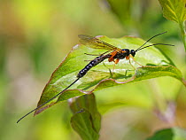 Ichneumon wasp (Ichneumonidae / Pimplinae) female with a long ovipositor grooming its abdomen while sunning on a Dogwood leaf on a chalk grassland slope, Bath and Northeast Somerset, UK, May.
