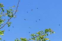 St. Mark&#39;s fly / March fly / Hawthorn fly (Bibio marci) swarm dancing over a Hawthorn tree on a warm spring day, Wiltshire hedgerow, UK, April.