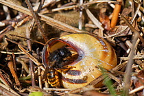 Two-coloured mason bee (Osmia bicolor) entering her nest in a Brown-lipped snail (Cepaeae nemoralis) shell on a chalk grassland slope, Bath and northeast Somerset, UK, May. The bee provisions the snai...
