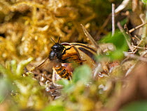 Two-coloured mason bee (Osmia bicolor) entering her nest in a Brown-lipped snail (Cepaeae nemoralis) shell with a chewed up leaf to seal a brood cell with after provisioning it with balls of pollen an...