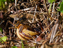 Two-coloured mason bee (Osmia bicolor) flying to her nest in a Brown-lipped snail (Cepaeae nemoralis) shell with some dried vegetation to begin camouflaging it with on a chalk grassland slope, Bath an...