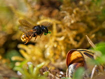Two-coloured mason bee (Osmia bicolor) flying to her nest in a Brown-lipped snail (Cepaeae nemoralis) shell with a chewed up leaf to seal a brood cell with after provisioning it with balls of pollen a...
