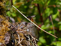 Two-coloured mason bee (Osmia bicolor) flying in with a long, dried plant stem to add to a growing pile of vegetation camouflaging her nest in a Brown-lipped snail (Cepaeae nemoralis) shell on a chalk...