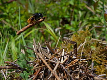 Two-coloured mason bee (Osmia bicolor) flying in with a stick to add to a growing pile of vegetation camouflaging her nest in a Brown-lipped snail (Cepaeae nemoralis) shell on a chalk grassland slope,...