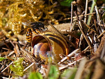 Two-coloured mason bee (Osmia bicolor) landing at her nest in a Brown-lipped snail (Cepaeae nemoralis) shell with a small stone to help seal it with on a chalk grassland slope, Bath and northeast Some...