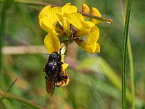 Two-coloured mason bee (Osmia bicolor) nectaring from a Birdsfoot trefoil flower (Lotus corniculatus) on a chalk grassland slope, Wiltshire, UK, May.