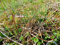 Pile of small sticks and dried leaves arranged by a Two-coloured mason bee (Osmia bicolor) to camouflage her nest in a Brown-lipped snail (Cepaeae nemoralis) shell on a chalk grassland slope, Bath and...