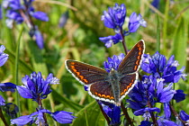 Brown argus (Aricia agestis) nectaring on Chalk milkwort flowers (Polygala calcarea) on a chalk grassland slope, Wiltshire, UK, May.
