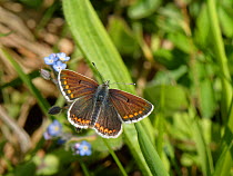 Brown argus (Aricia agestis) sunning on a chalk grassland slope, Wiltshire, UK, May