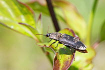 Click Beetle (Agrypnus murinus) preparing to take off from Dogwood leaves on a chalk grassland slope, Bath and Northeast Somerset, UK, May. This beetle can defend itself with foul smelling secretions...